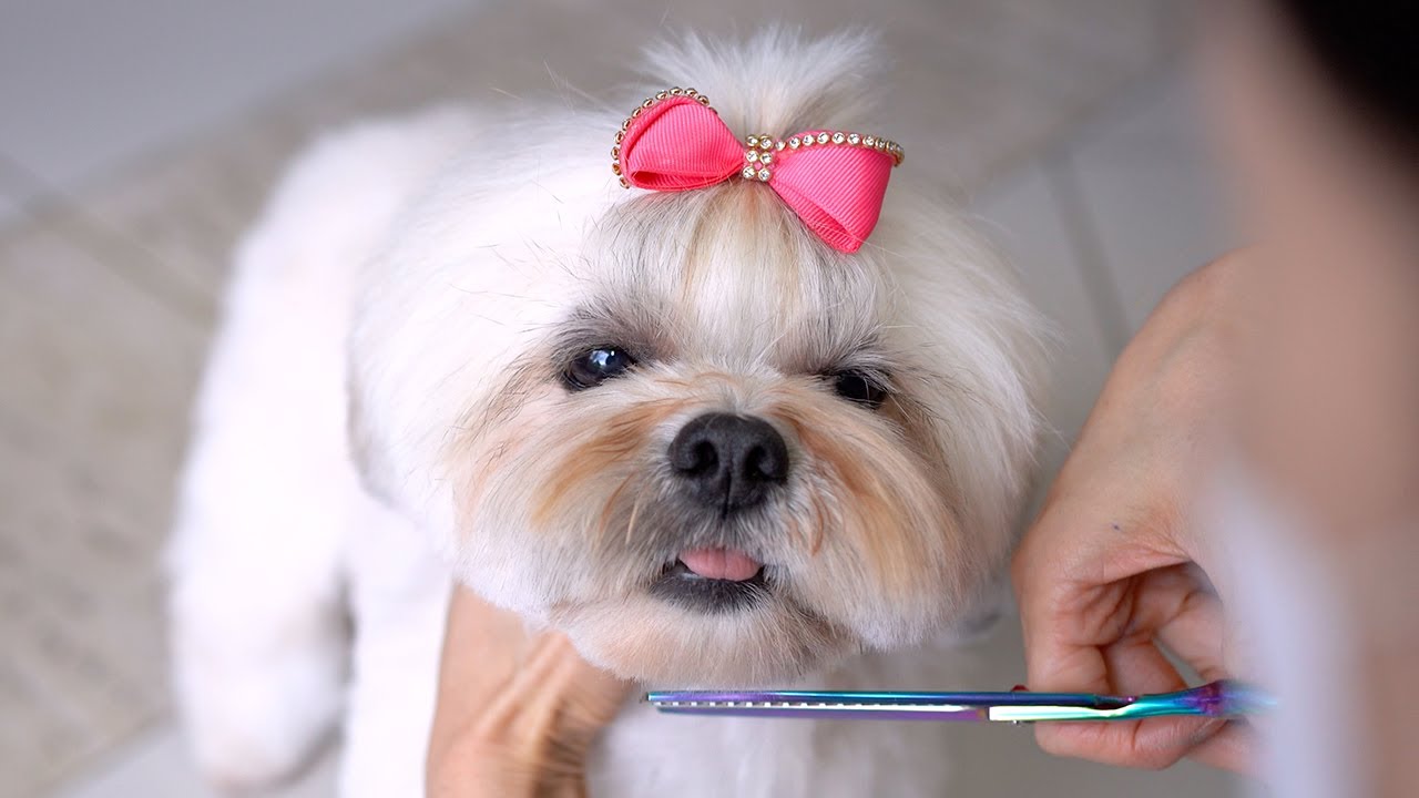 LHASA APSO GROOMING 🐶❤️ Teddy bear style haircut!! - thptnganamst.edu.vn