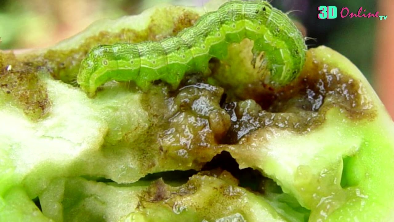 NJIA ZA KUMZIBITI KANTANGAZE