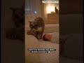 The Cutest Cat Compilation Ever.. Tiny Paws, Big Stories.