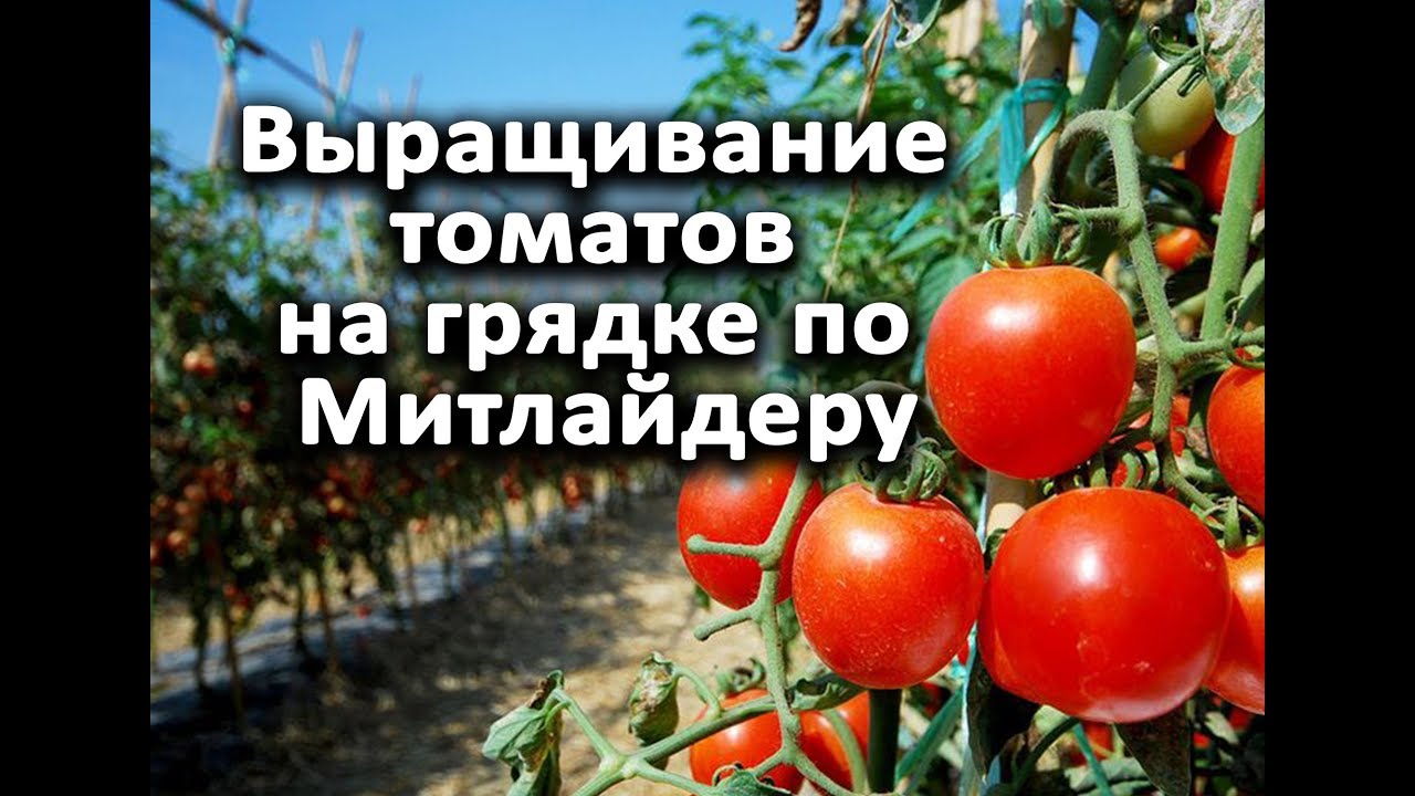 Как получить гарантированный урожай томатов с минимальными усилиями. Митлайдер.