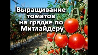 Как получить гарантированный урожай томатов с минимальными усилиями. Митлайдер.