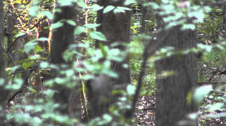 self filmed hunt; first time editing