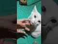 #cat #pets #onthisday #puppy #kucing #catvideos #cats #kucingmalas #fyp