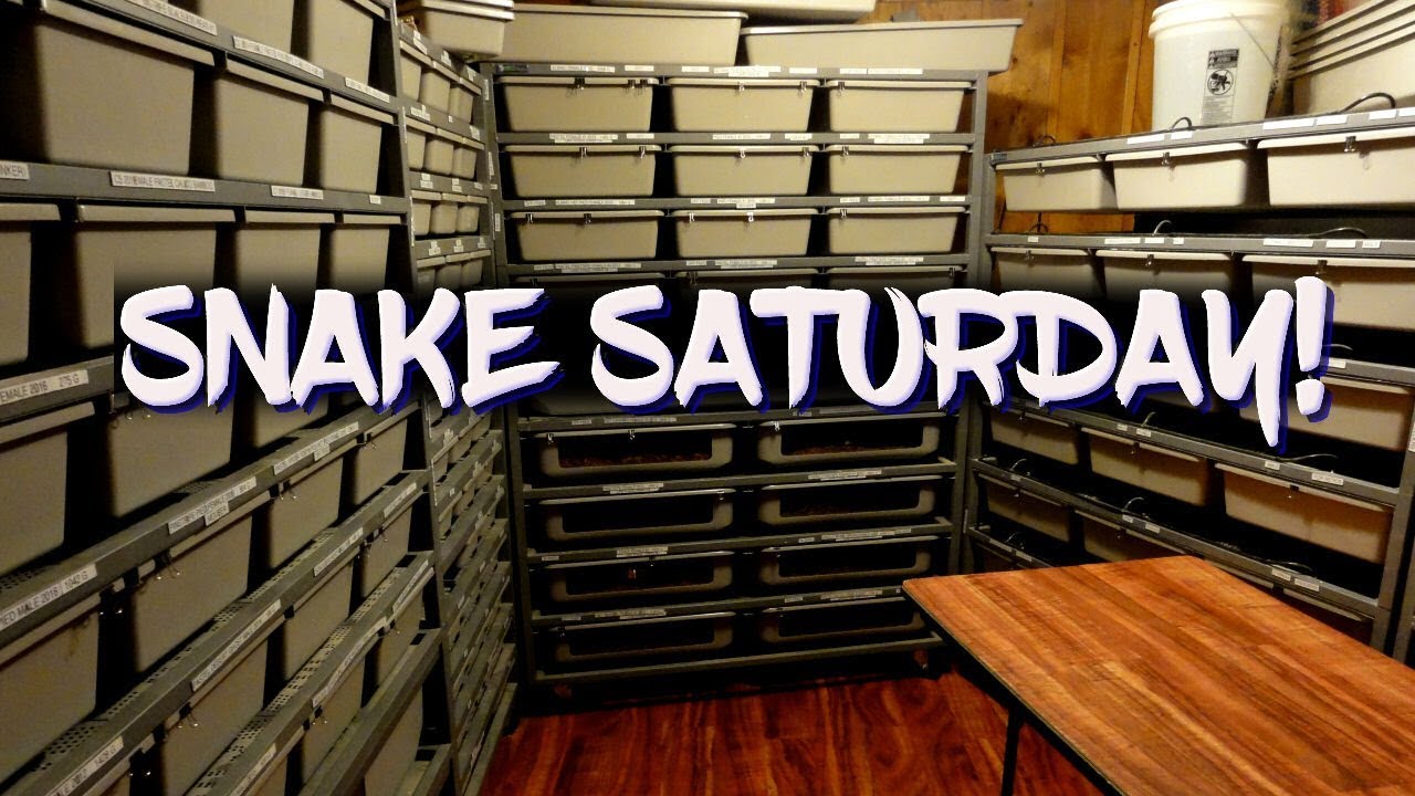 eggs florentine My Saturday snake room routine!