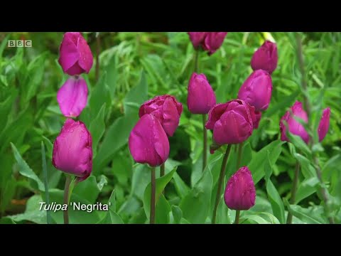 Videó: A Vágott Tulipán Második élete