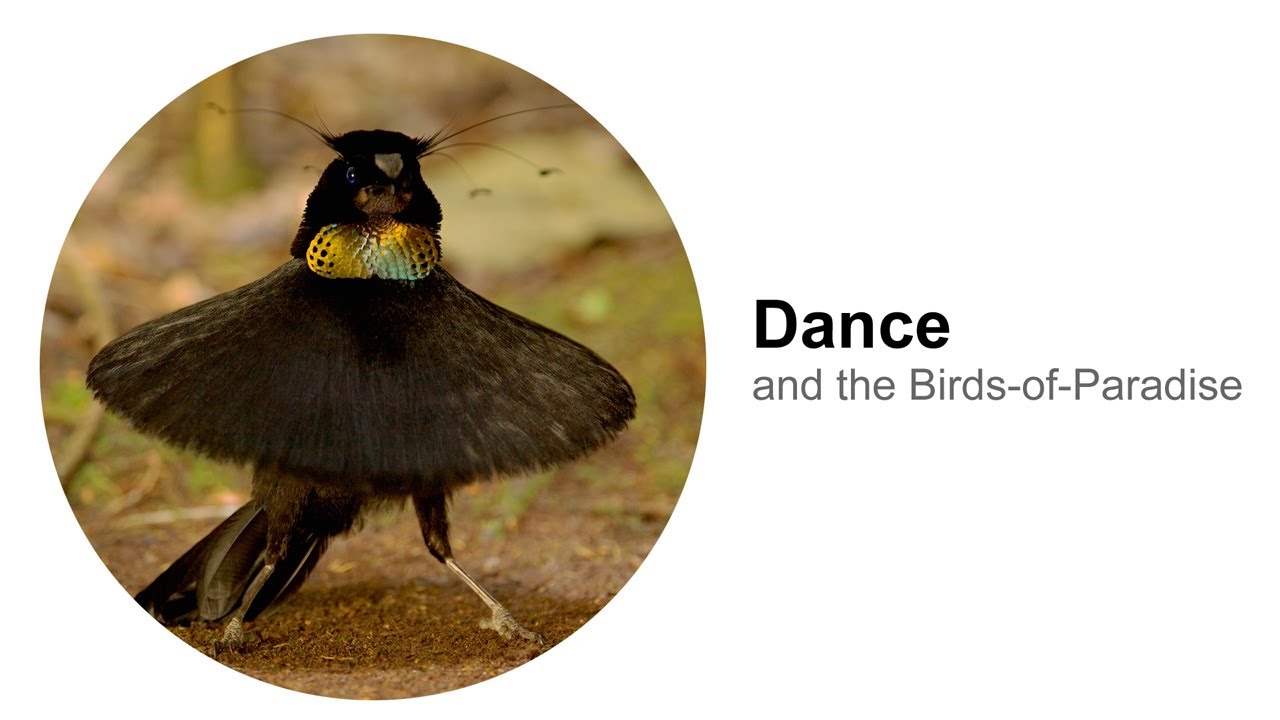 Dance And The Birds Of Paradise Youtube