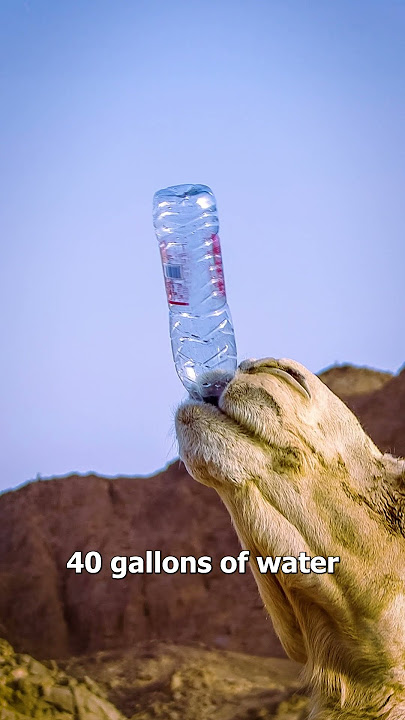 What’s Actually Inside A Camel's Hump 🐫🤔