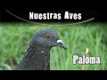 PALOMA  - Serie Nuestras Aves