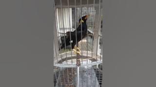 BEO PINTAR (BALI JEMBRANA)