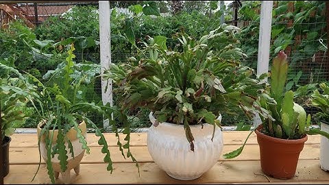 CHĂM SÓC VÀ BÓN PHÂN CHO HOA CÀNG CUA VÀ HOA QUỲNH