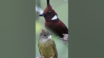 masteran kapas tembak kombinasi cililin#cililinkapastembak #kapastembakcililin #kapastembak #cililin