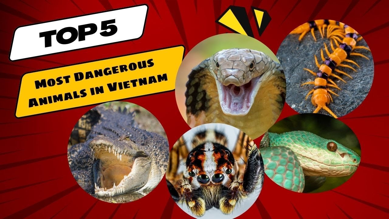 Top 5 Most Dangerous Animals In Vietnam WildNPetchannel YouTube top-5-most-dangerous-animals-in-vietnam-wildnpetchannel-youtube