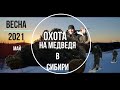 Охота на медведя в Сибири, май, Хамар-Дабан, 2021