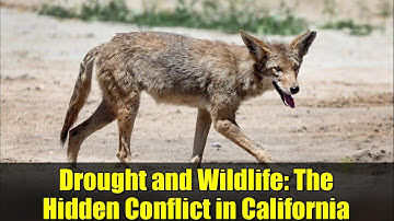 Drought and Wildlife: The Hidden Conflict in California