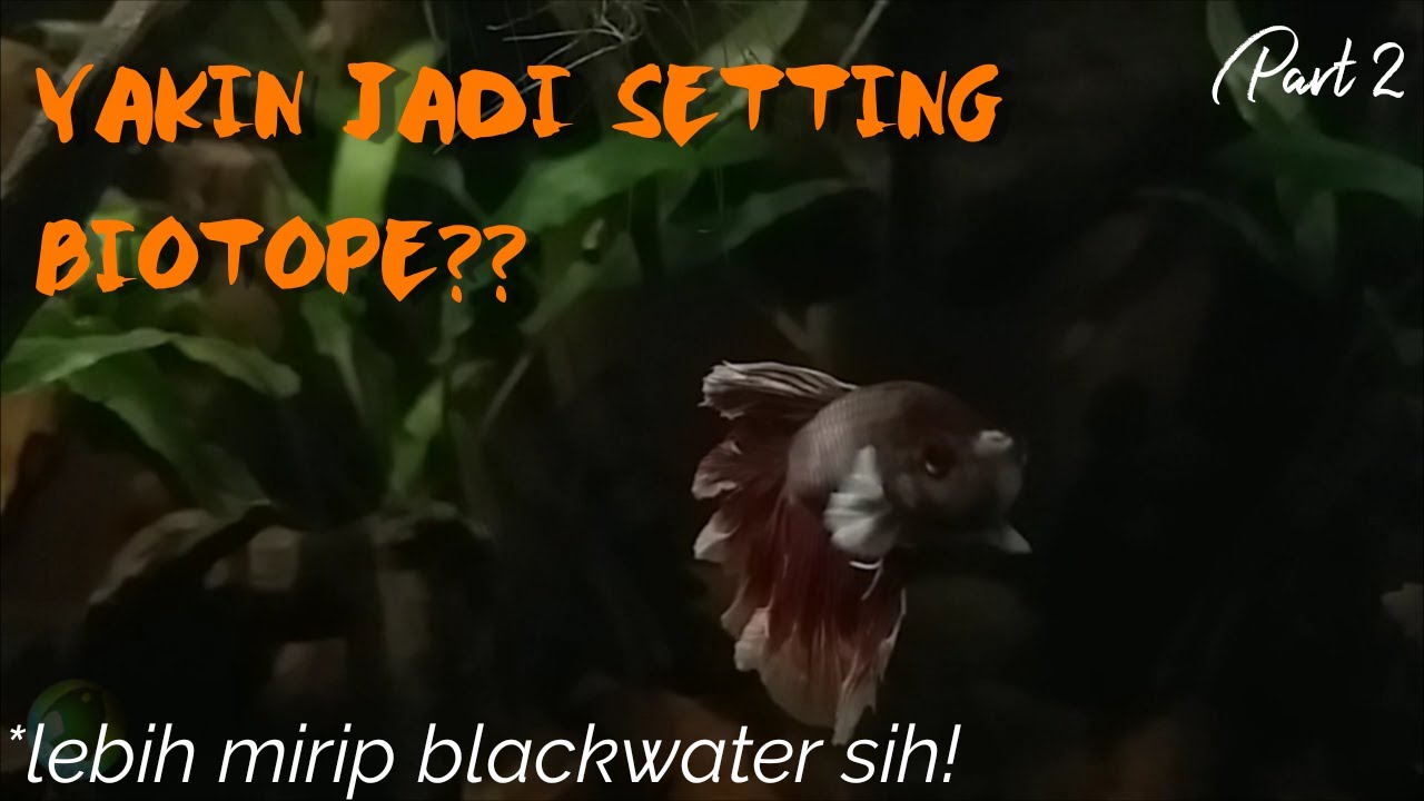 Biotope Blackwater 4 Langkah Membuat Aquarium Blackwater Youtube Cara membuat aquascape black water Biotope Blackwater 4 Langkah Membuat Aquarium Blackwater Youtube Cara membuat aquascape black water