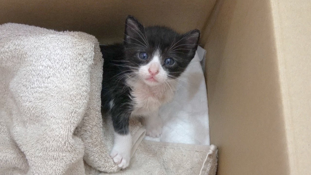 保護子猫 2猫の激しいチュパチュパ集中攻撃をあびて悲鳴をあげる子猫 生後約2週間の子猫のミルクボランティア ダンボールの中の小さい大切な命 2日目 2nd Kitten Cat Youtube
