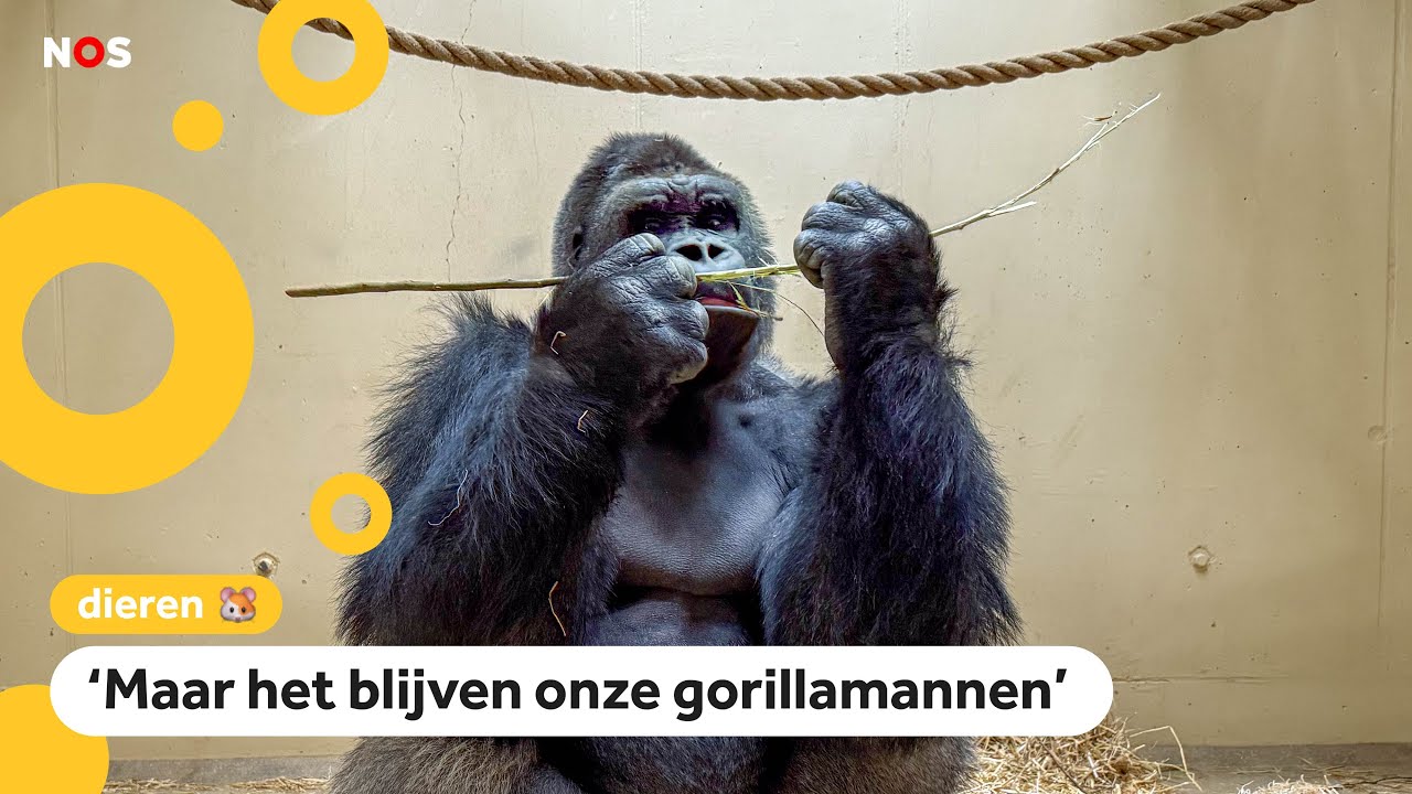 Vier gorilla's verhuizen van Nederland naar China