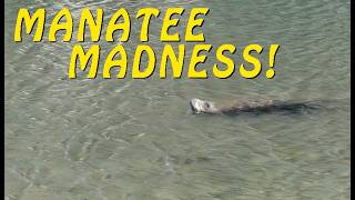 MANATEES AT CRYSTAL RIVER, FL + Long Nose Fish and More - #subscribe