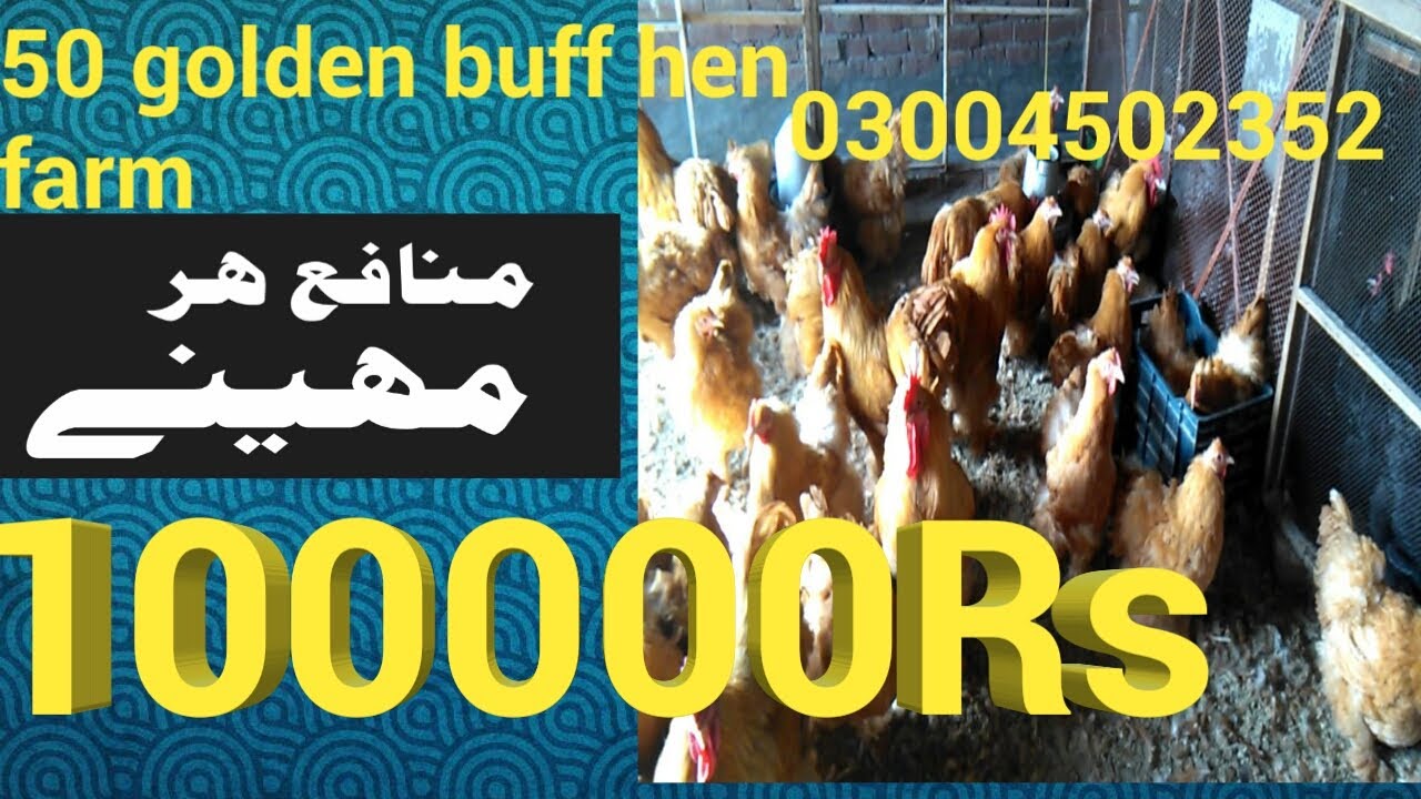 Golden Buff Farming In Pakistan pakistan Business Ideas 2020 pakistan Small Business Ideas Urdu 