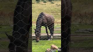 #kyrgyzstan #mountains #lifeisbutadream #nature #altynarashan #travel #horse