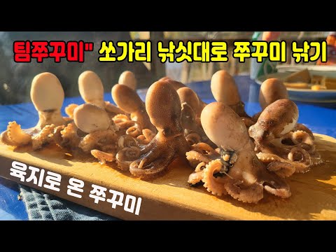 팀쭈꾸미&amp;quot; 쭈꾸미 잡을땐 쏘가리 낚싯대가 최고/ 갑오징어 쭈꾸미/ 석양의 쭈꾸미