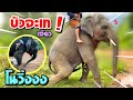 บัวบานร้องทำไม😂 นาโนเครื่องดีดวิ่งลงโคลน elephant