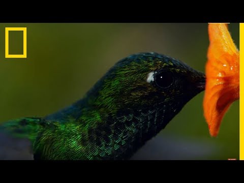 Ces colibris sont les animaux les plus rapides sur Terre