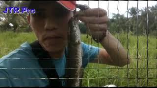 Songos chikal si kadal buntung