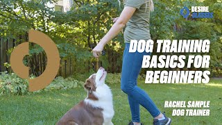Dog Training Basics for Beginners | Dog Trainer Rachel Sample