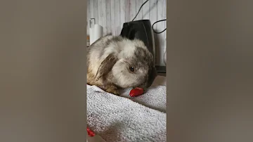 Können Hasen Erdbeeren essen?