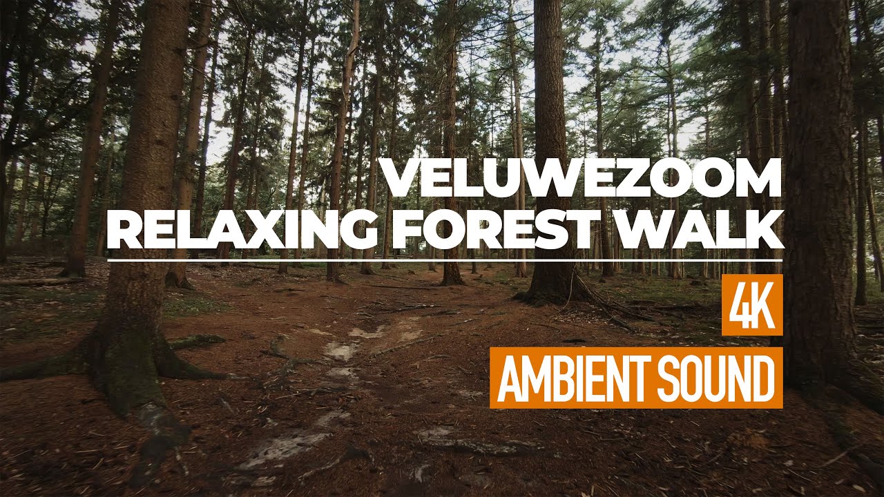 Relax met een boswandeling in de Veluwe / Relaxing Forest. Ambient Nature Sounds | 4K Walk