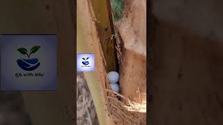 rhinoceros beetle management #agriculture #farmers #kannada #hosadurga #trending #coconut #kerala