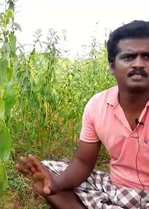 எள் சாகுபடி 🌱 Black sesame cultivation in tamil 🌱 ellu farming