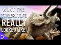 What Did The Triceratops REALLY Look Like?!