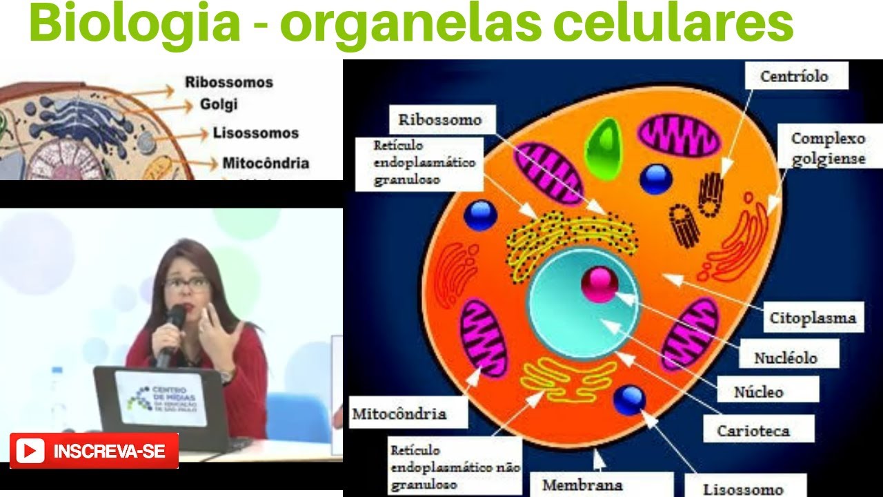 A Organela Celular Mencionada Nesse Texto Possui A Função De