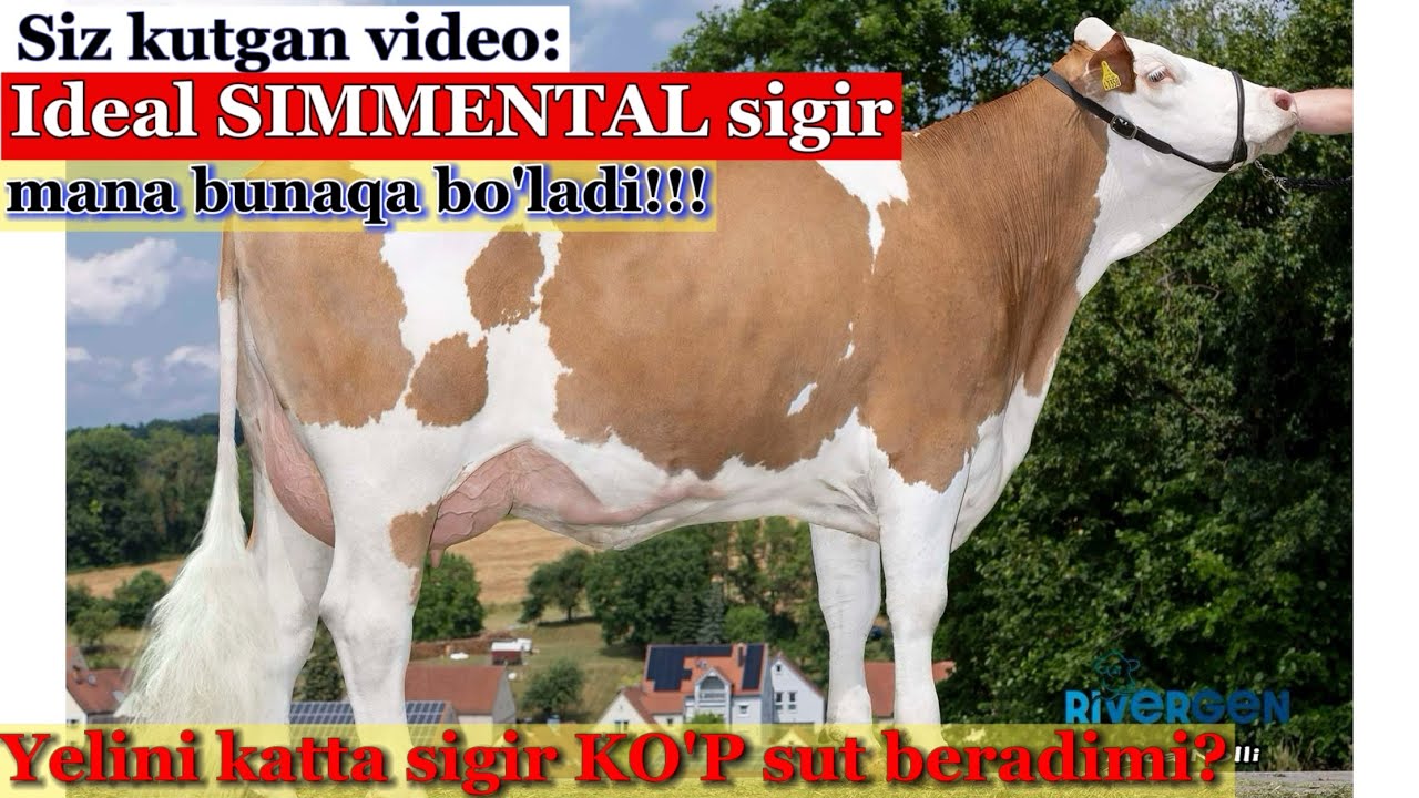 Ideal SIMMENTAL sigir qanaqa bo'ladi? #chorva #idealagrar #simmental #bayern #uzbekistan #qoramol