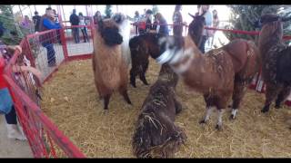 Goebbert's Farm Fall 2016