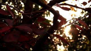 Dawn's Whisper