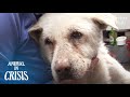 Dog Cries & Looks Around For Owner Everyday Without Knowing Her Death | Animal in Crisis EP134