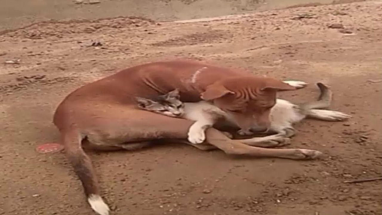 Real Cat And Dog Friends Forever Compilation | 10 Best Dog Funny Video in The Week Part 2 dog videos to show your dog