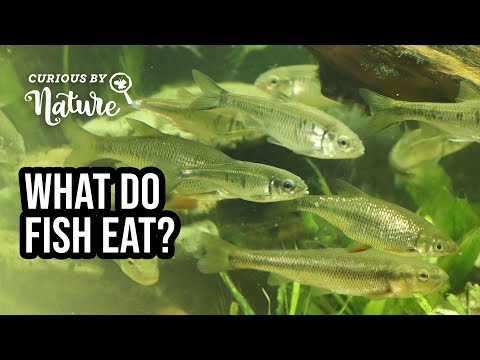 Video: Hva spiser fisk?