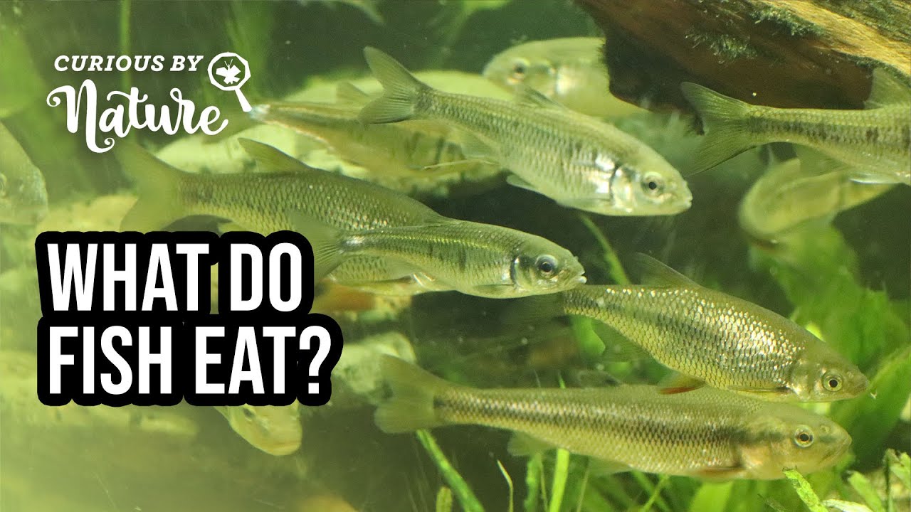 Where do fish live?, What do fish eat?