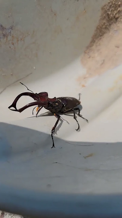 What is This? #jaws #insects