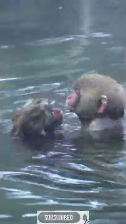 Tiga monyet🐒 lucu berendam air panas #shorts #video