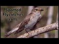 Spotted Flycatcher Calls Spotted Flycatcher Calls