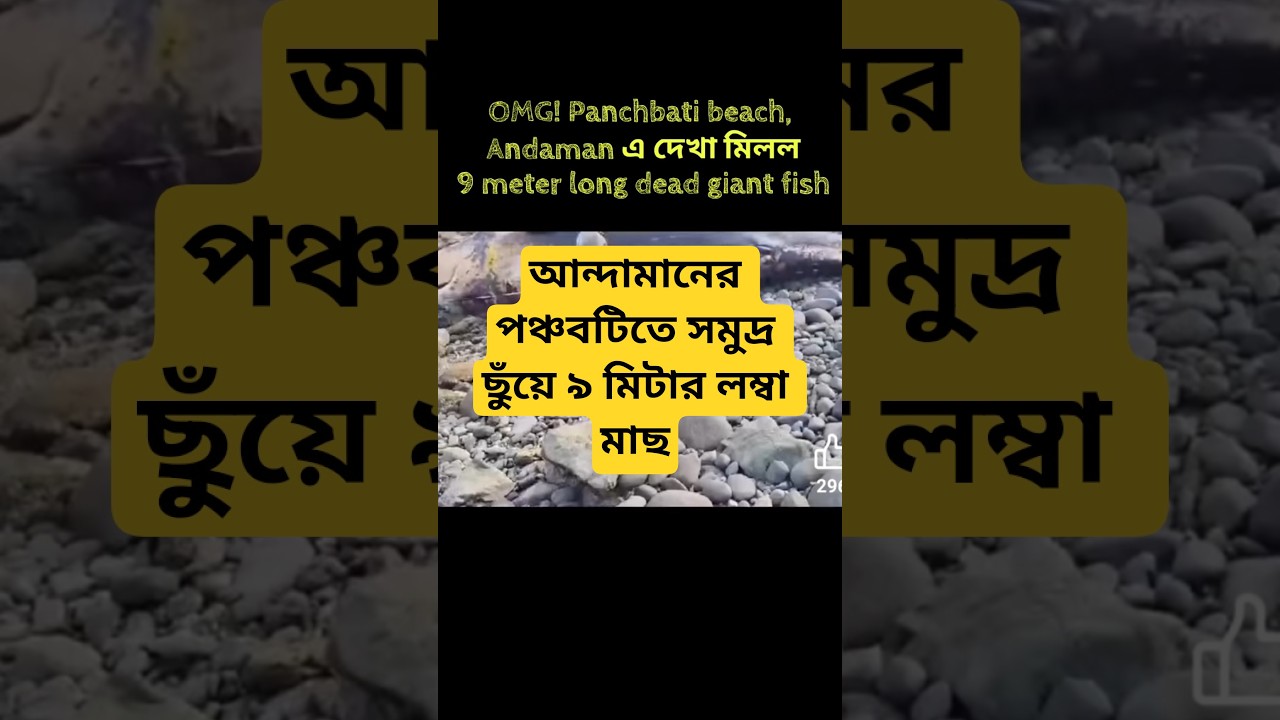 Andaman এ দেখা মিলল 9 meter long dead giant fish