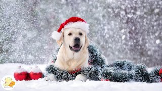 Dogs' favorite music  Merry Christmas Therapy Music for Dogs! Soothing Sounds for Dog