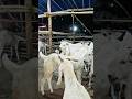 Bakra Mnadii.🐑🐐