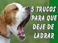 5 Trucos para que tu Perro No Ladre Cuando se lo Ordenes