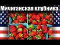 Поездка за мичиганской клубникой. Открытка из Гонг Конга!